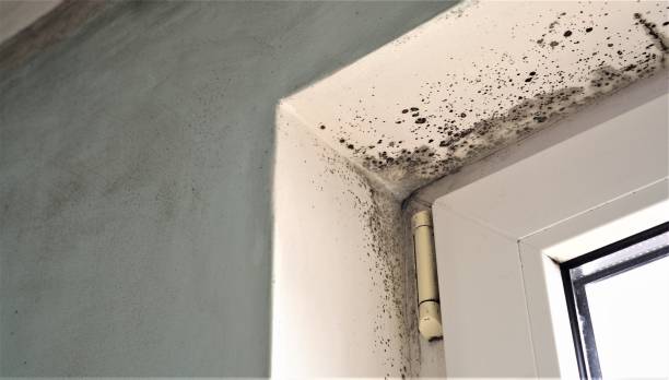 Hurricane, UT Mold Removal Company