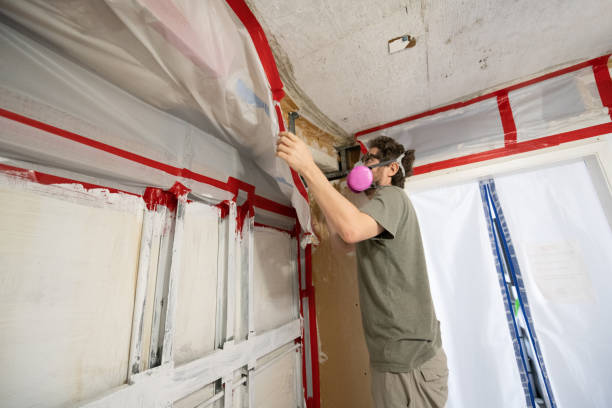 Best Basement Mold Removal  in Hurricane, UT
